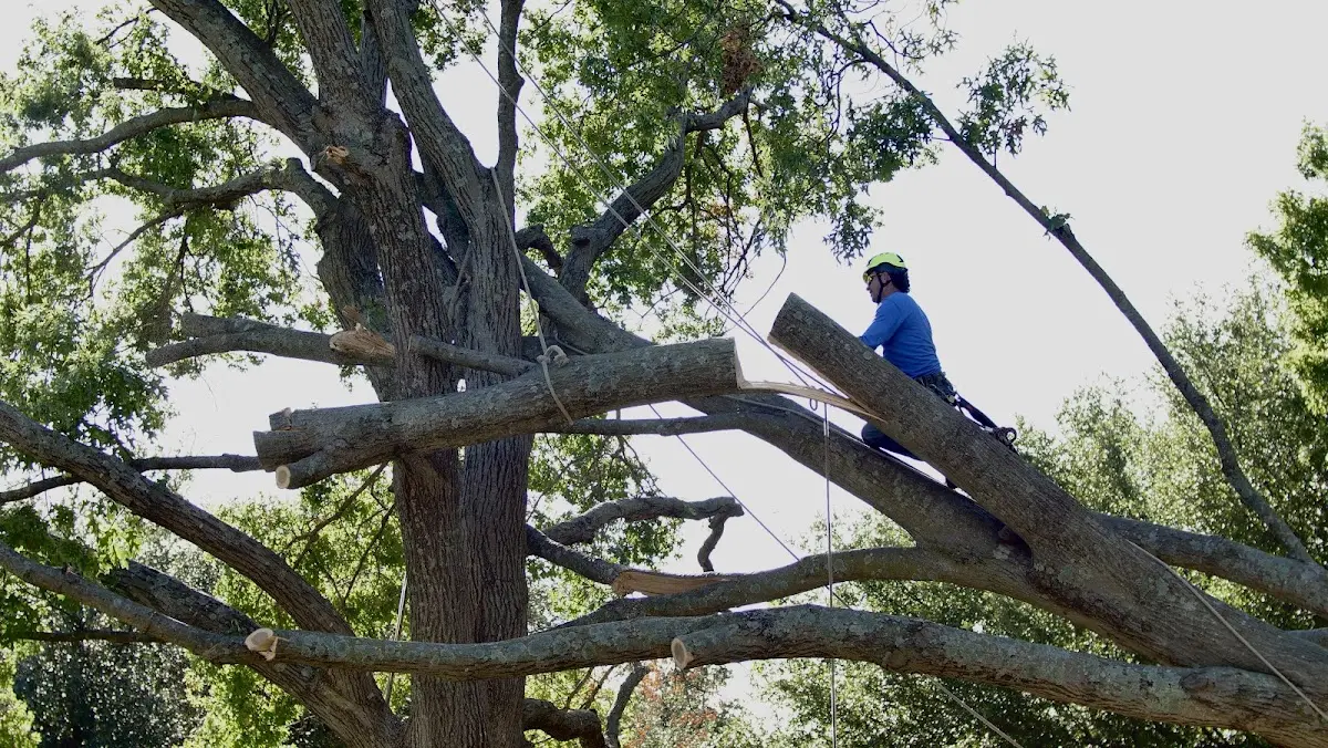 Professional Hazardous Tree Removal performed by certified arborists in East Dorset