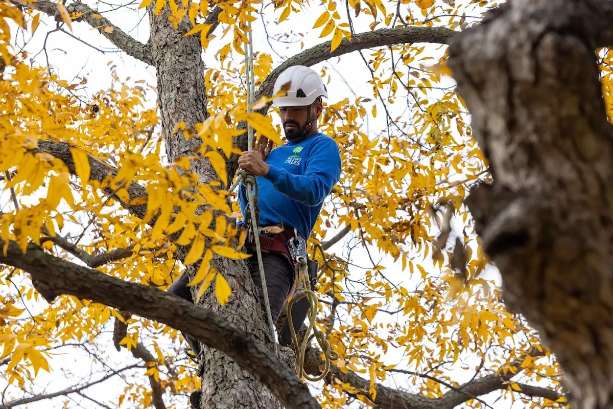 Skilled Tree Transplanting crew working in East Dorset