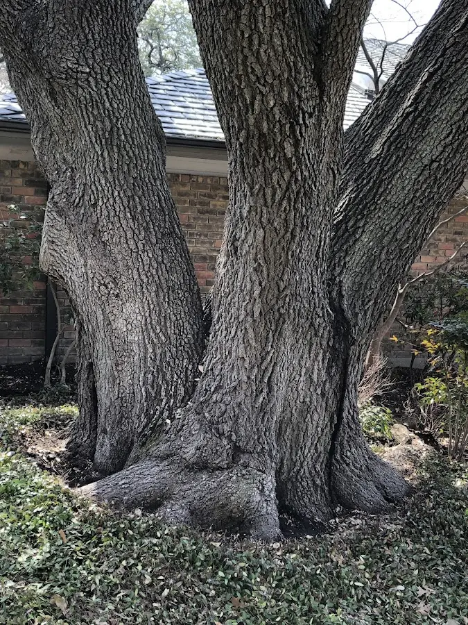 Mature heritage tree close to a East Dorset property cared for by certified arborists