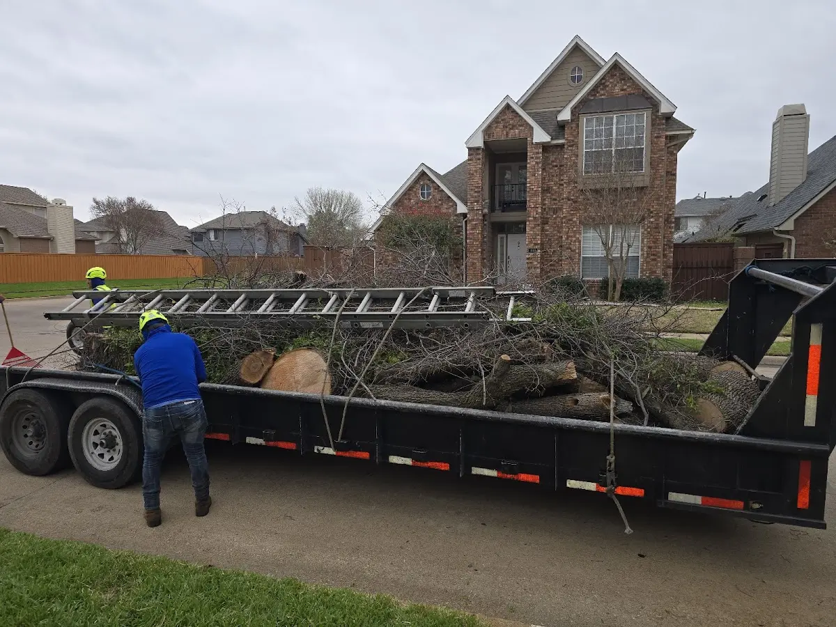 Expert Tree Fertilization with proper safety equipment in East Dorset